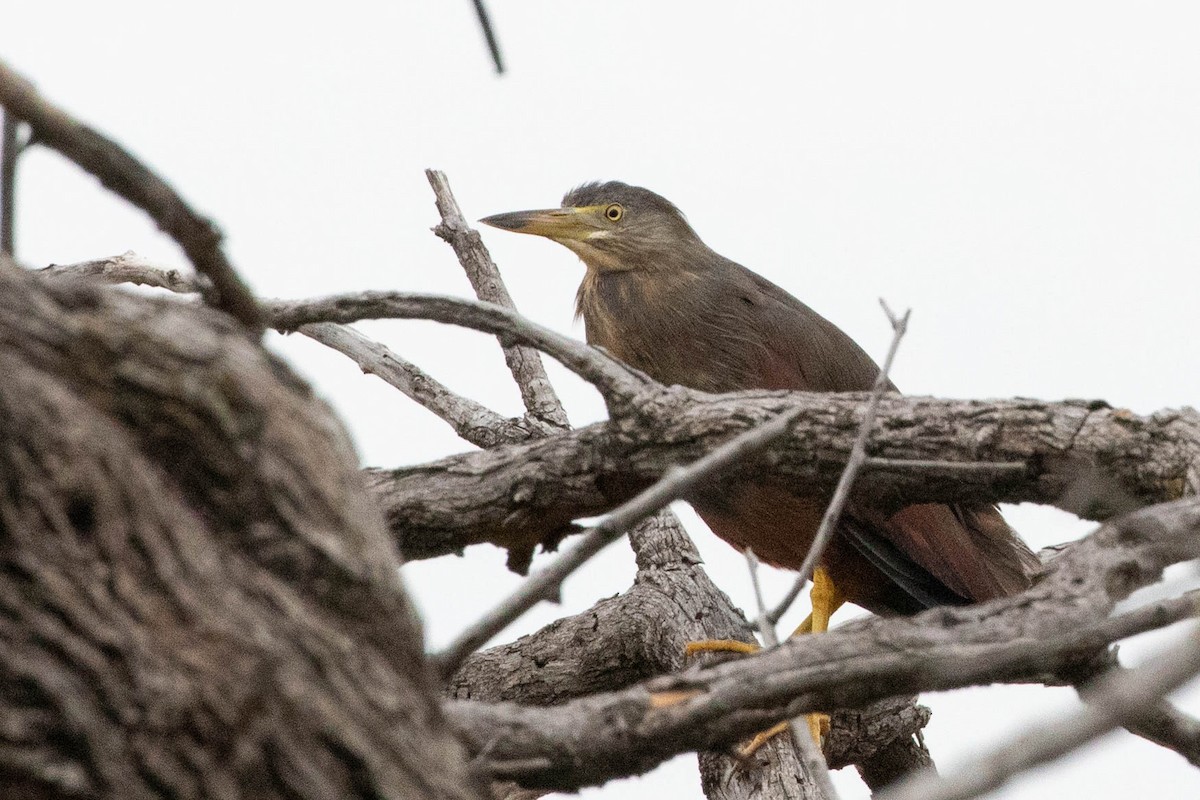 Rufous-bellied Heron - ML643193117