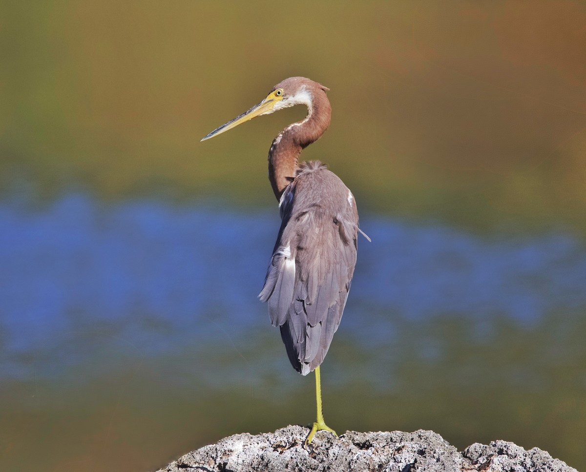 Tricolored Heron - ML643193118