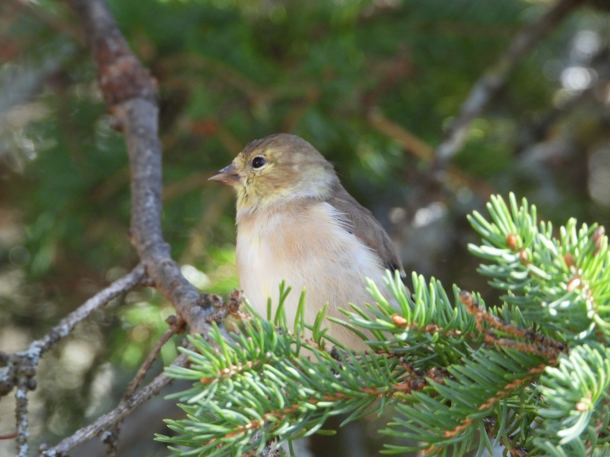 American Goldfinch - ML643193119