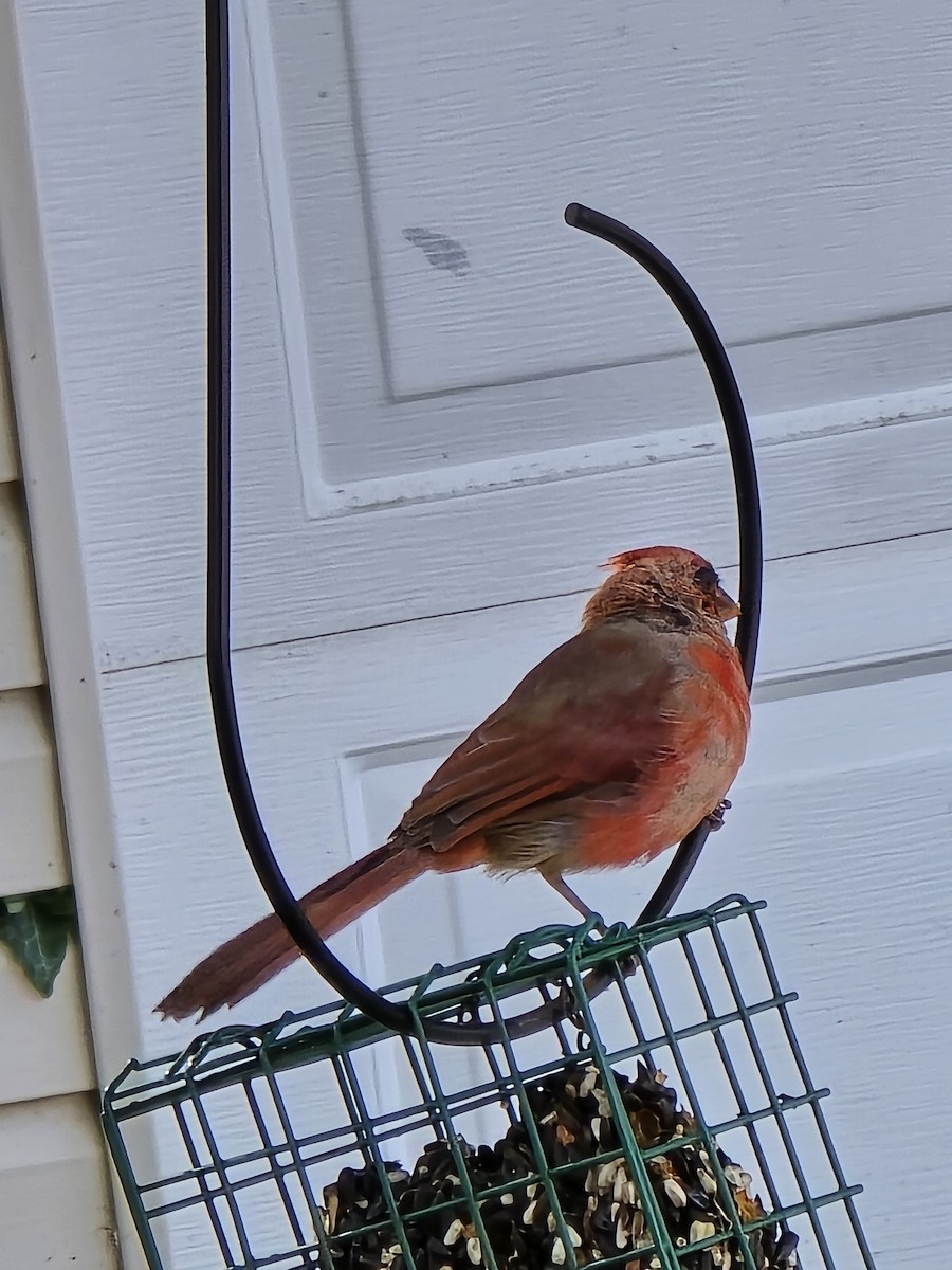 Northern Cardinal - ML643193122