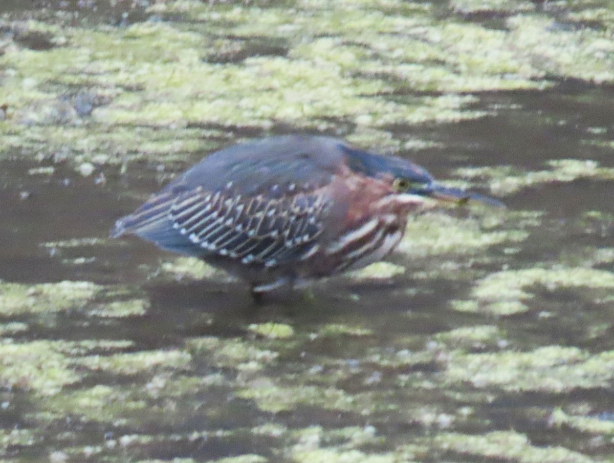 Green Heron - ML643193124