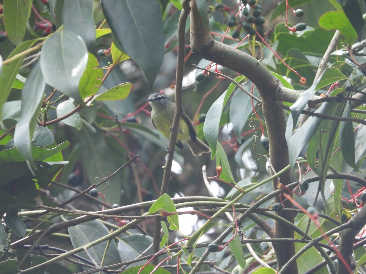 Sooty-headed Tyrannulet - ML643193125