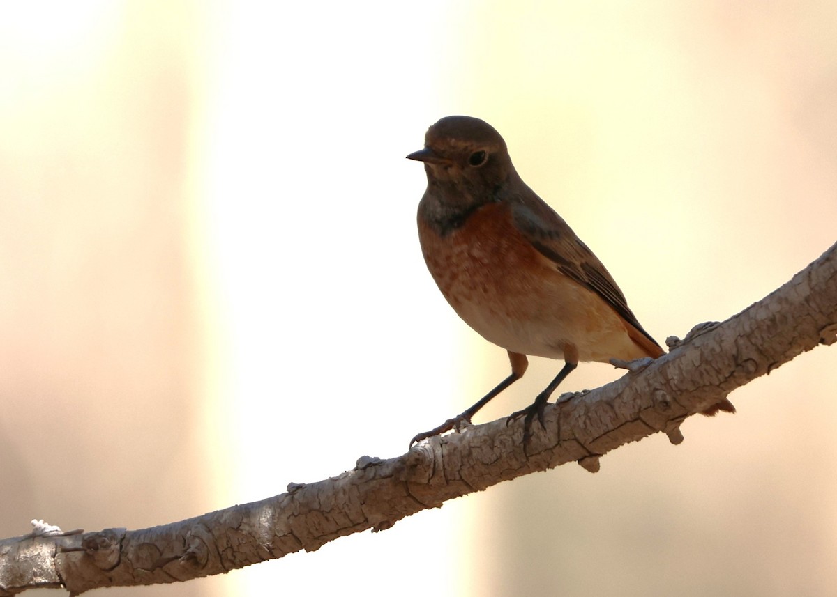 Red-breasted Flycatcher - ML643193127