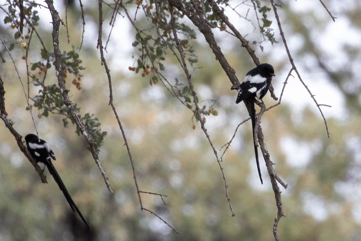 Magpie Shrike - ML643193131