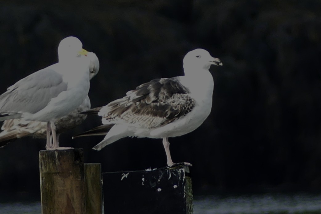 Great Black-backed Gull - ML643193135