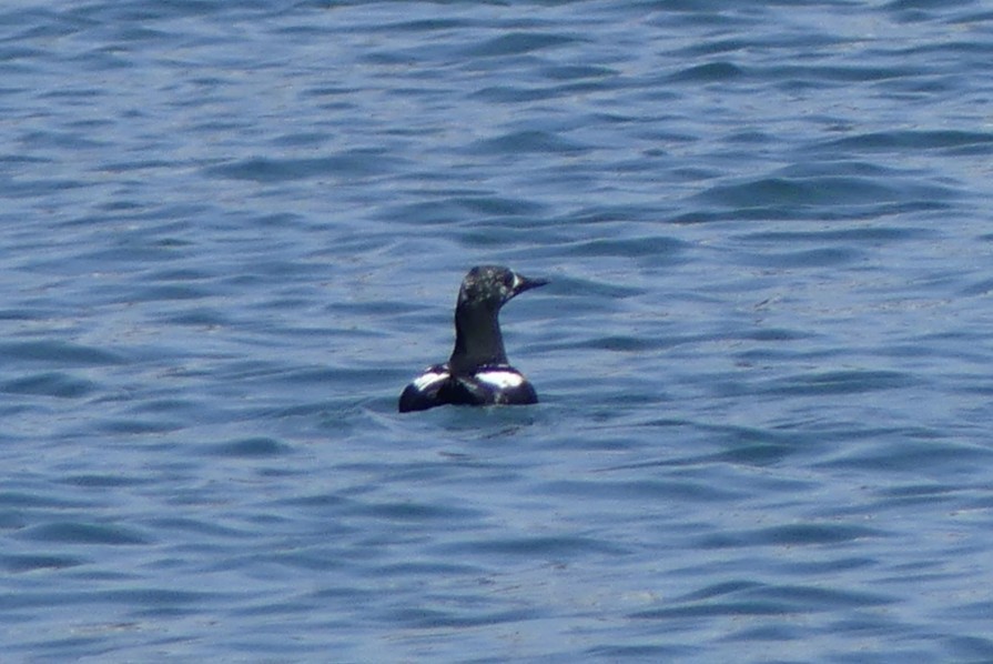 Black Guillemot - ML643193136
