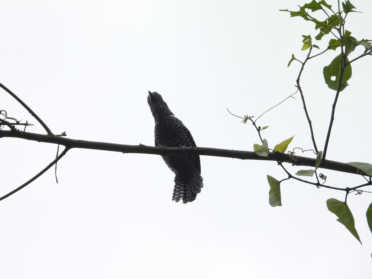 Bar-crested Antshrike - ML643193138