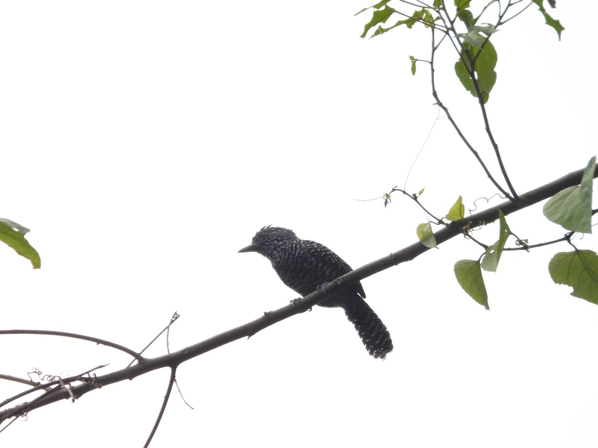 Bar-crested Antshrike - ML643193140