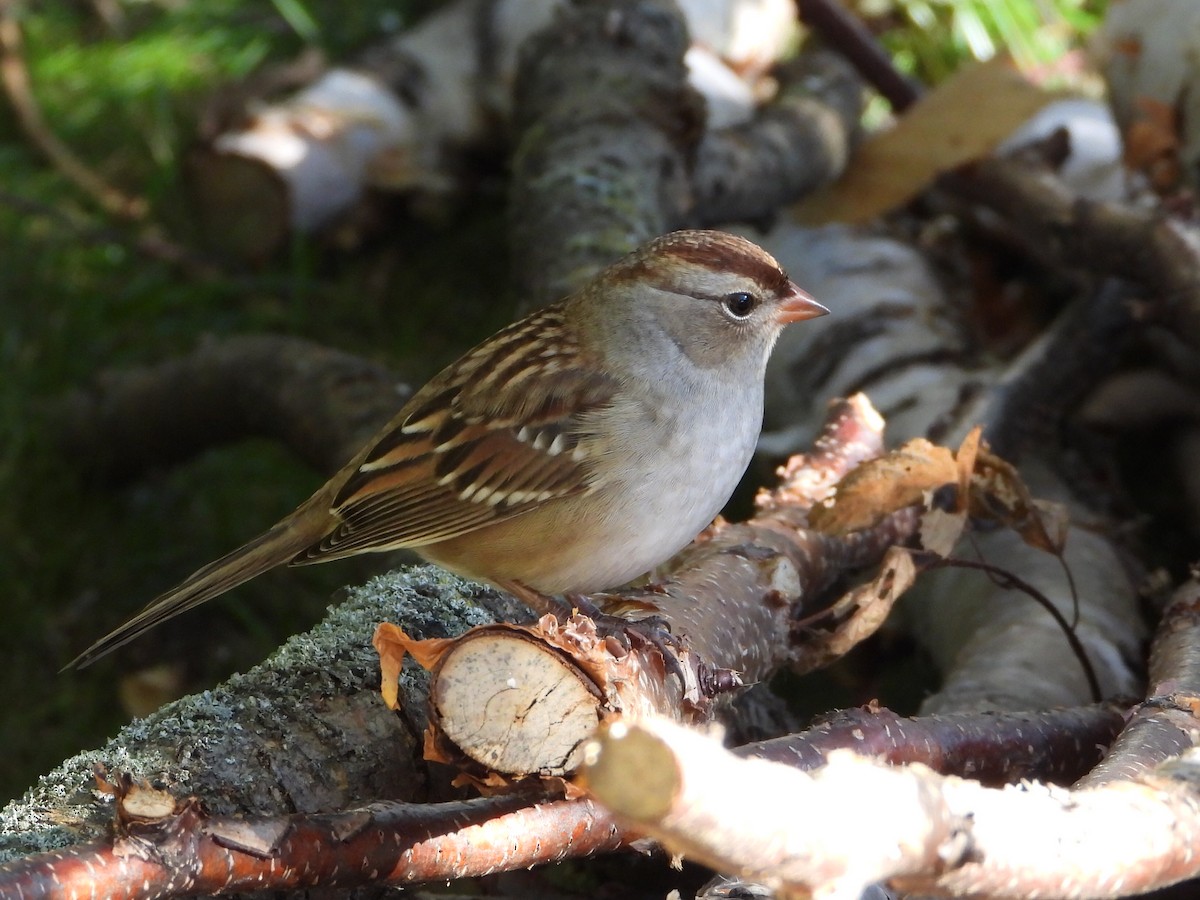 White-crowned Sparrow - ML643193141