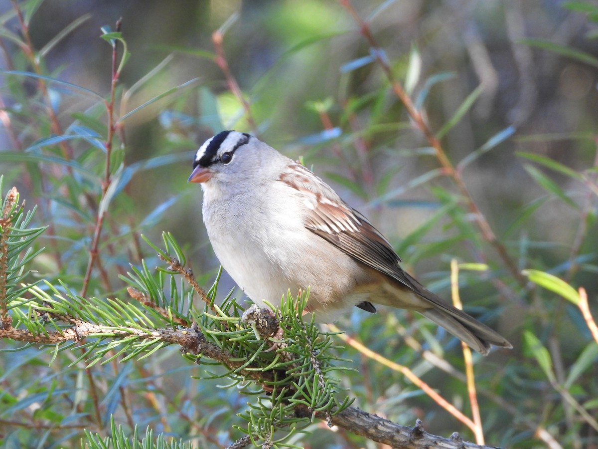 White-crowned Sparrow - ML643193142