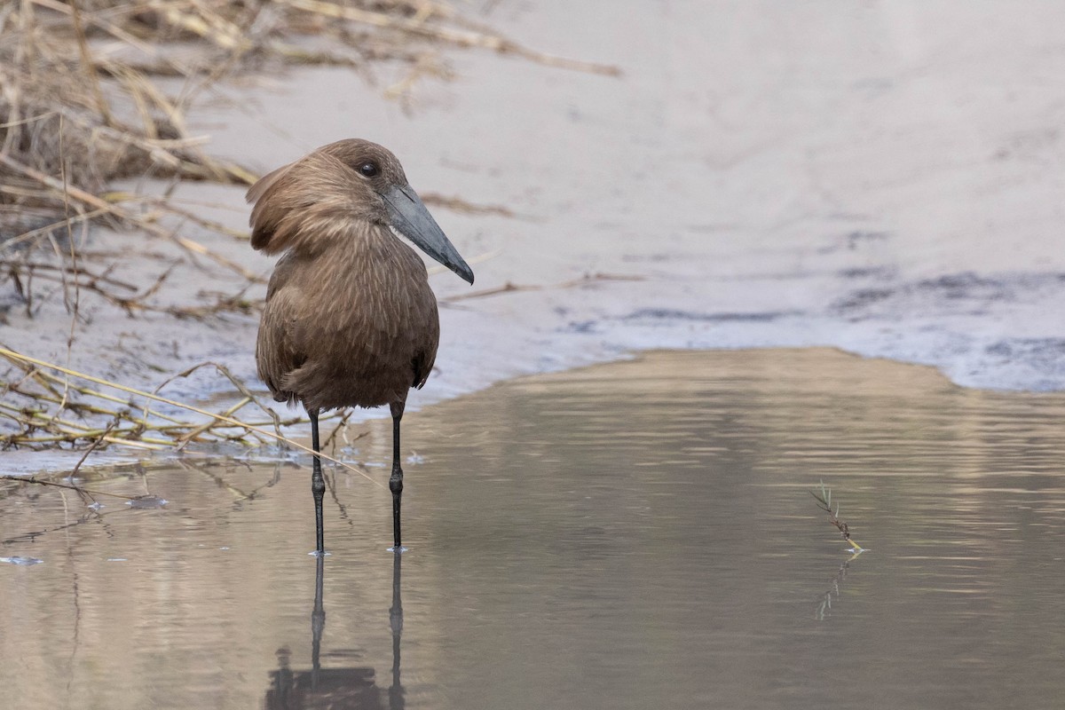 Hamerkop - ML643193148
