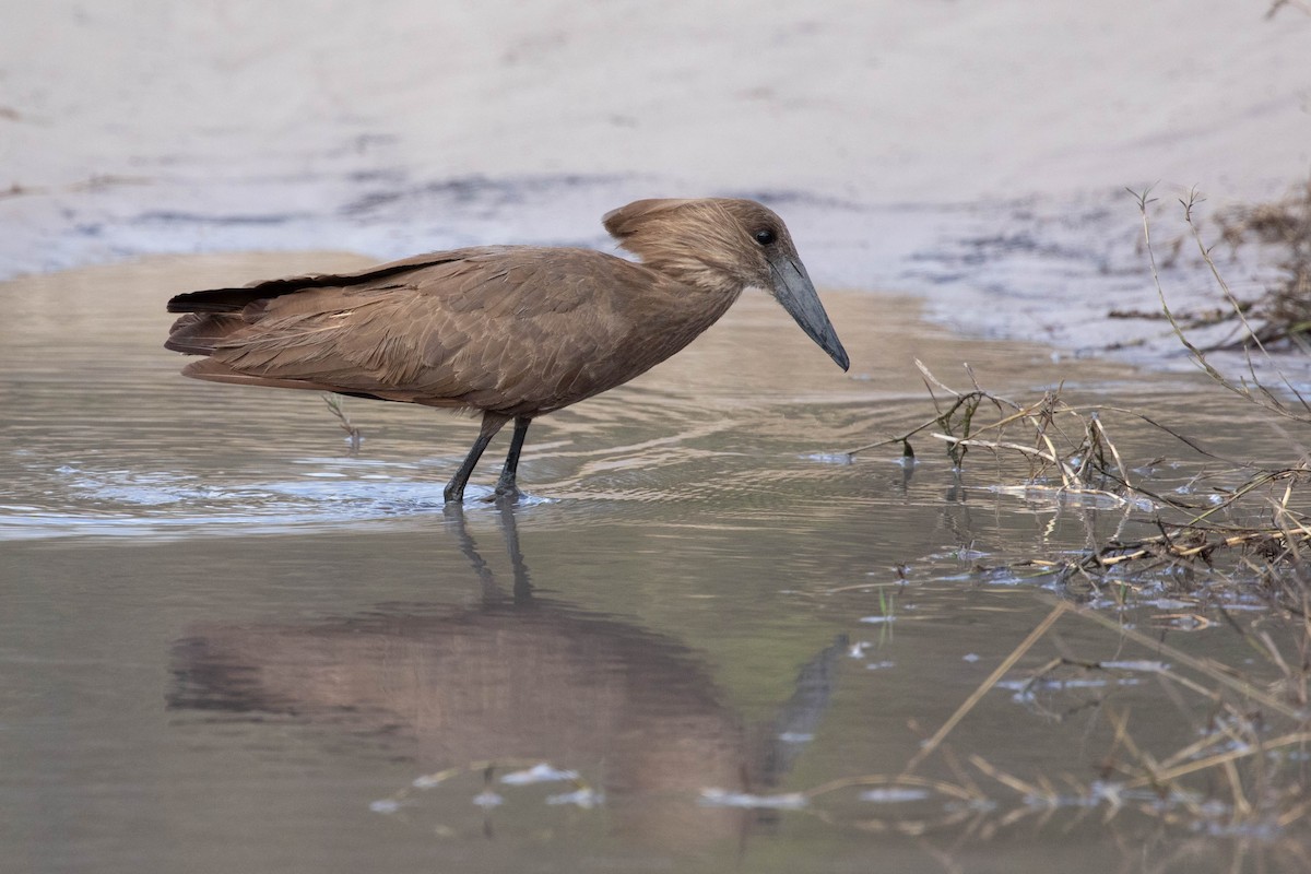 Hamerkop - ML643193149