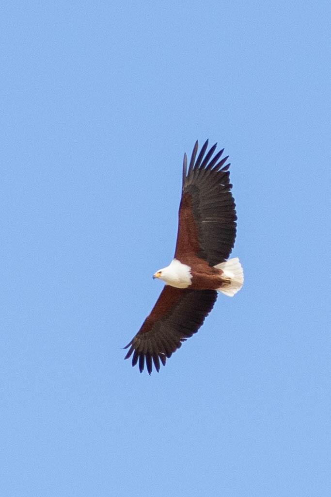 African Fish-Eagle - ML643193152