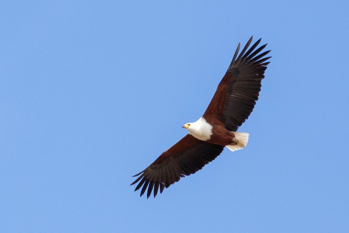 African Fish-Eagle - ML643193153