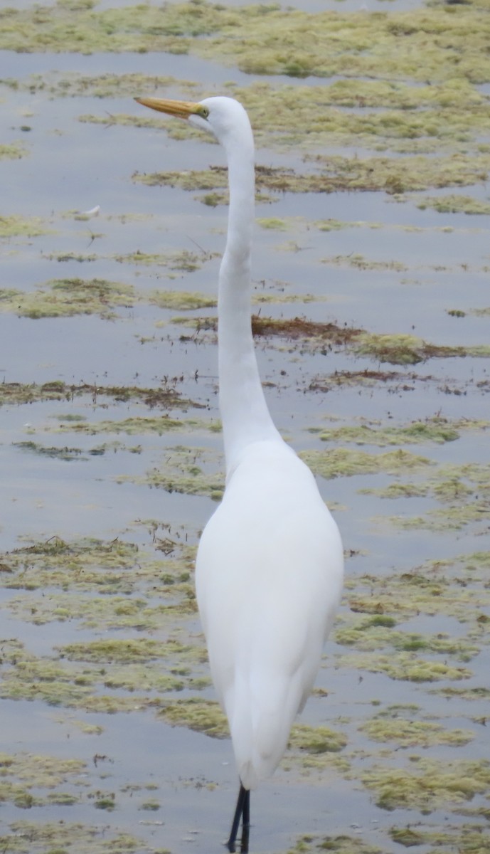 Grande Aigrette - ML643193157