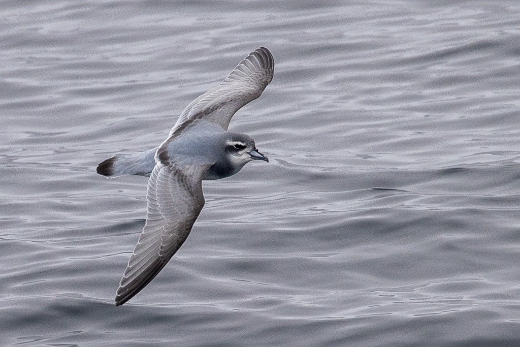 Antarctic Prion - ML643193162