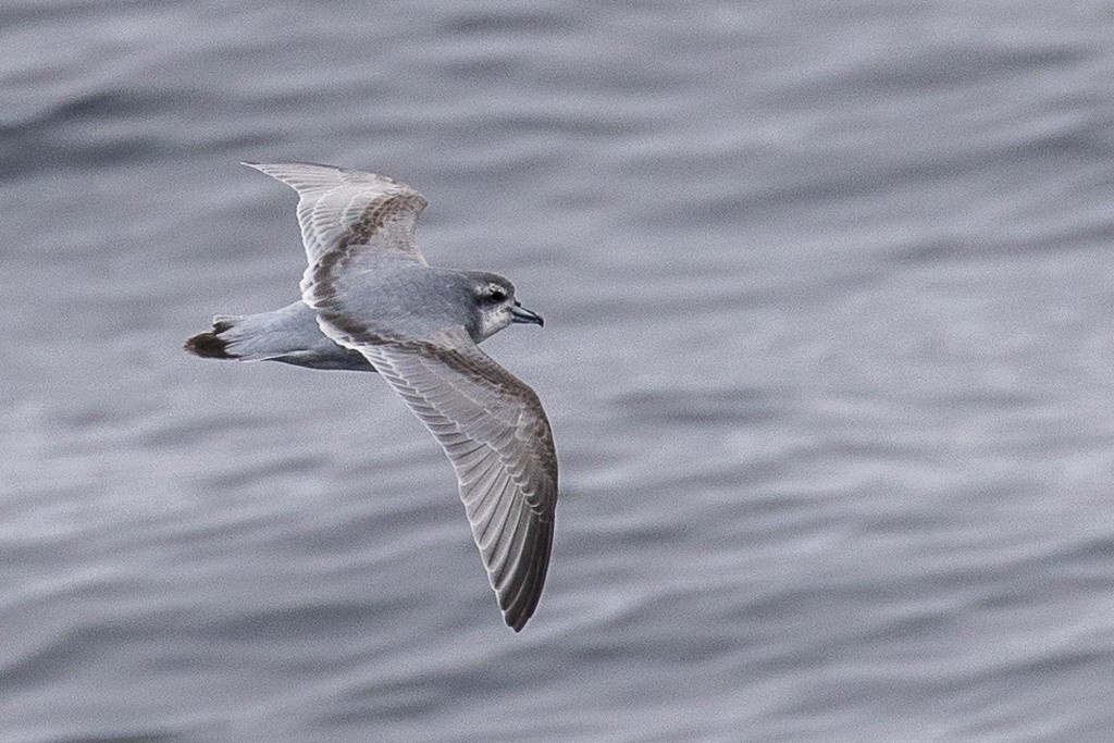Antarctic Prion - ML643193163