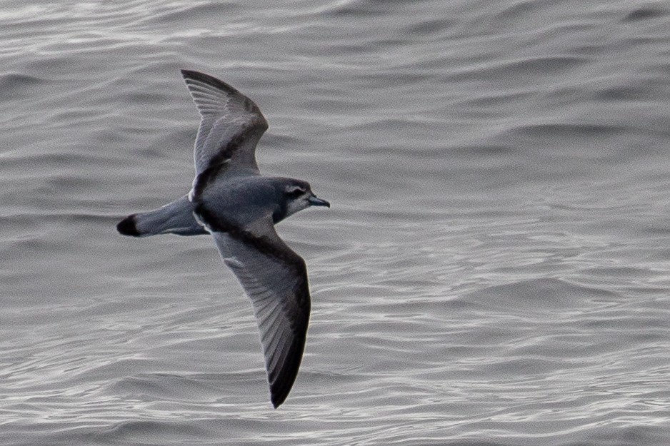 Antarctic Prion - ML643193164