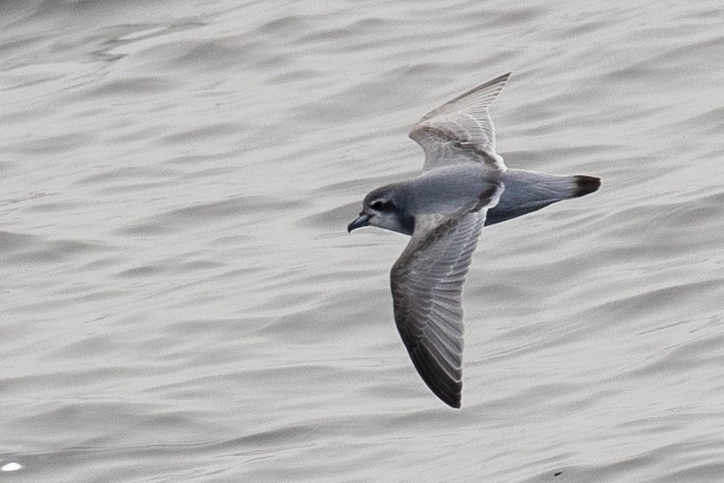 Antarctic Prion - ML643193165