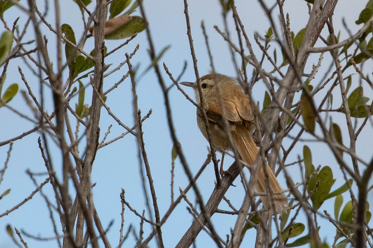 Tinkling Cisticola - ML643193166