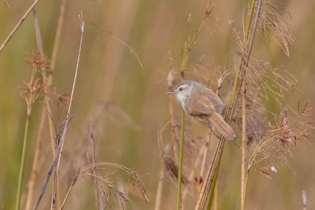 Tinkling Cisticola - ML643193167