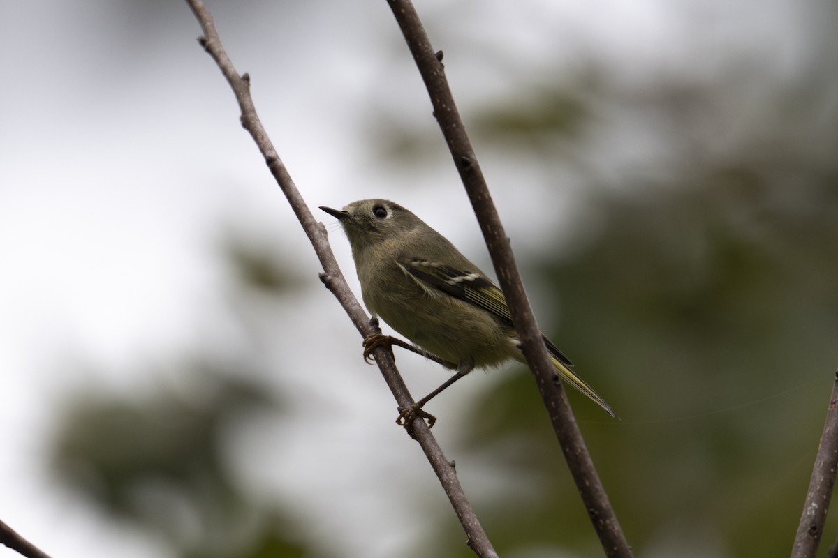 Ruby-crowned Kinglet - ML643193175