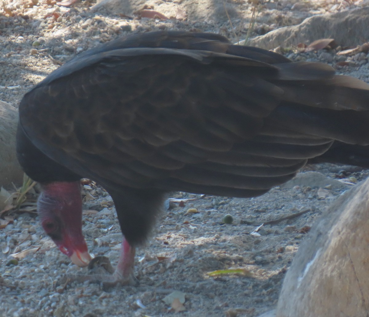 Turkey Vulture - ML643193177