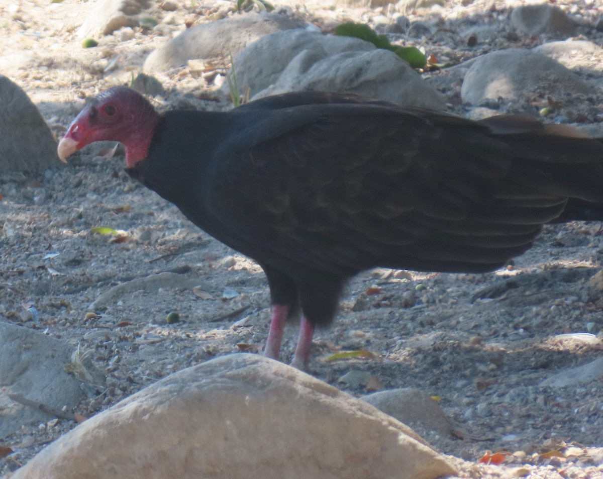 Turkey Vulture - ML643193178