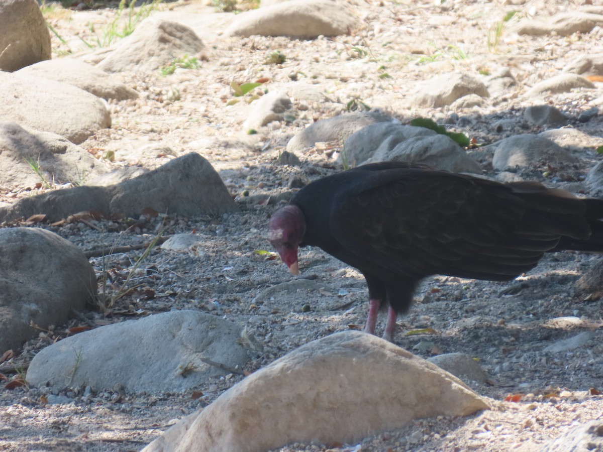 Turkey Vulture - ML643193179