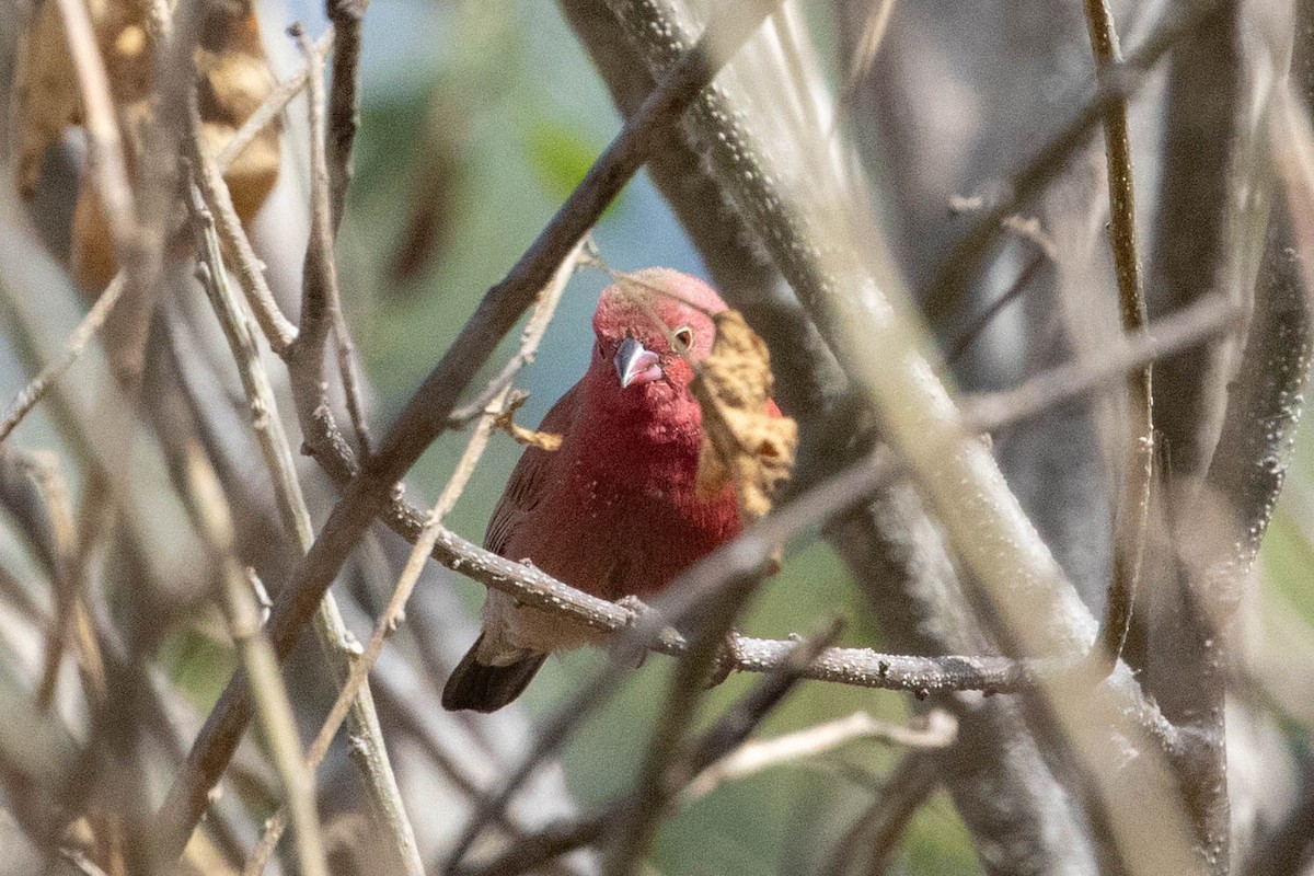 Red-billed Firefinch - ML643193180
