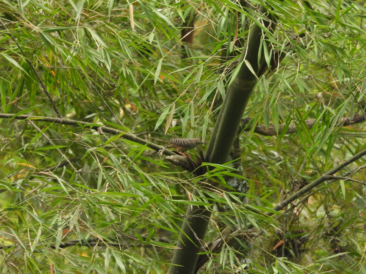 Band-backed Wren - ML643193185