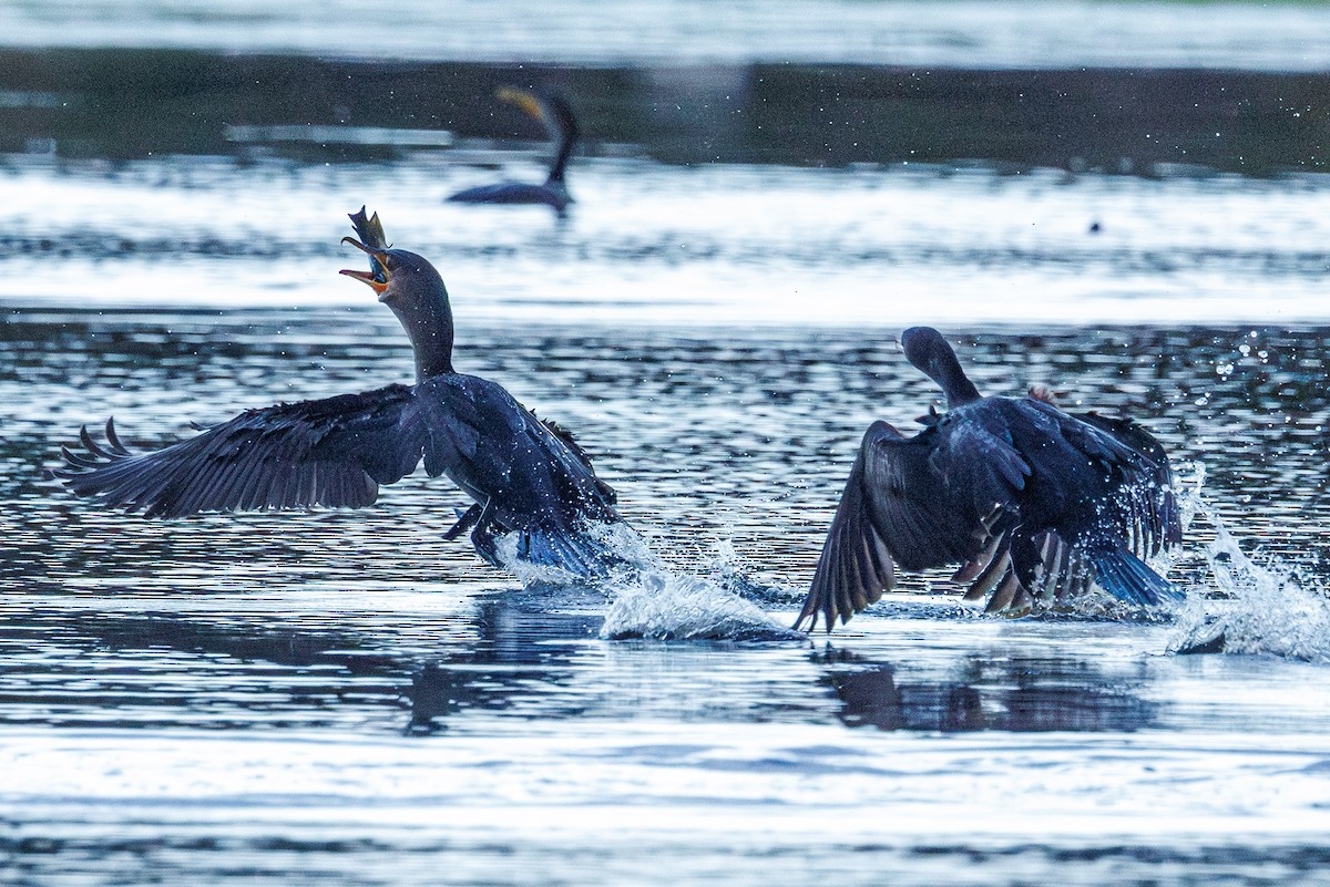Double-crested Cormorant - ML643193186