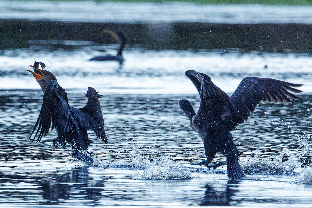 Double-crested Cormorant - ML643193187