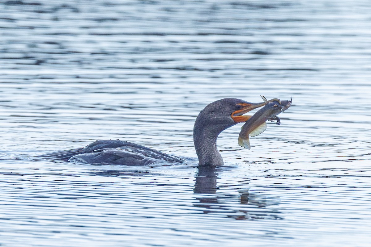 Double-crested Cormorant - ML643193188