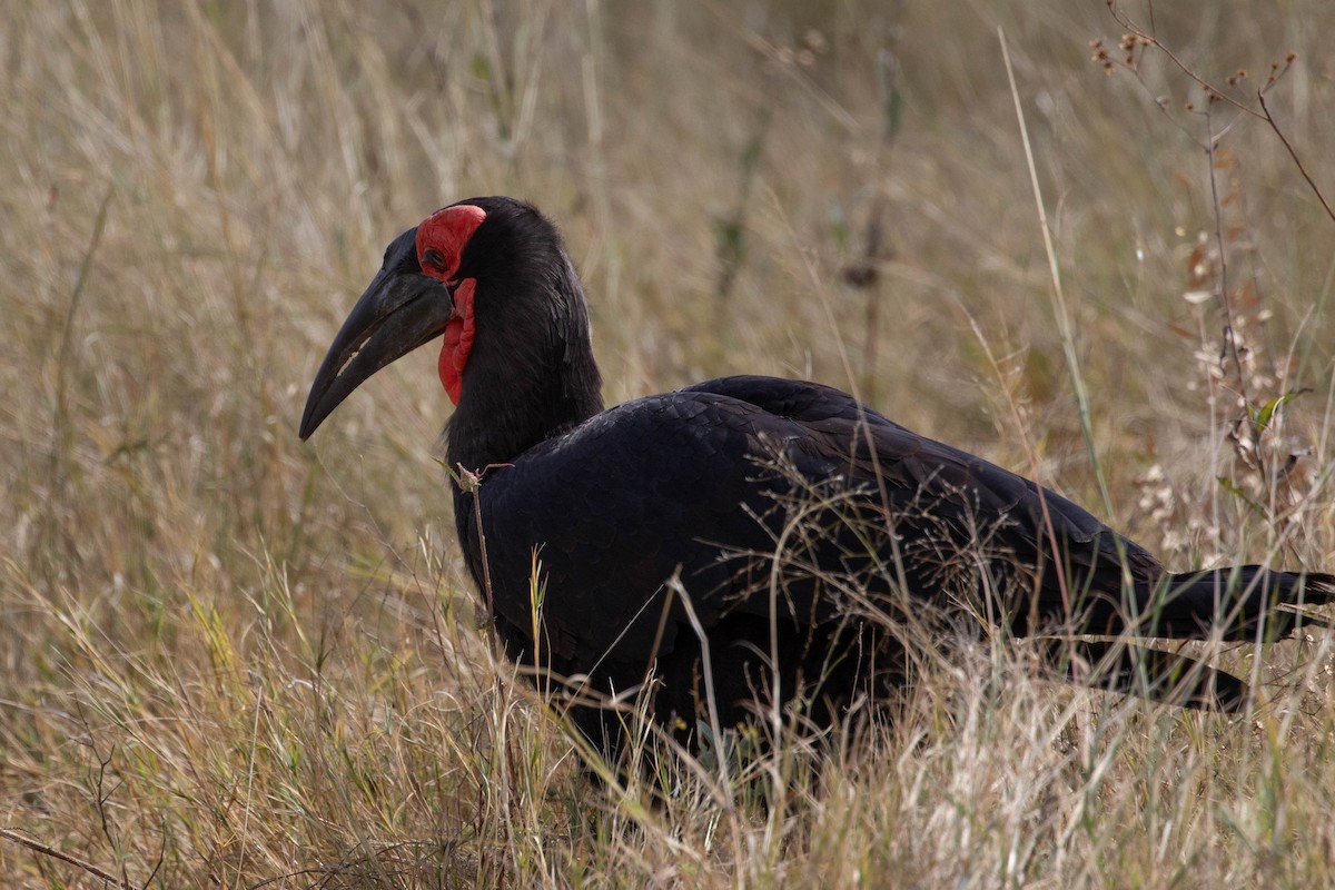 Southern Ground-Hornbill - ML643193189