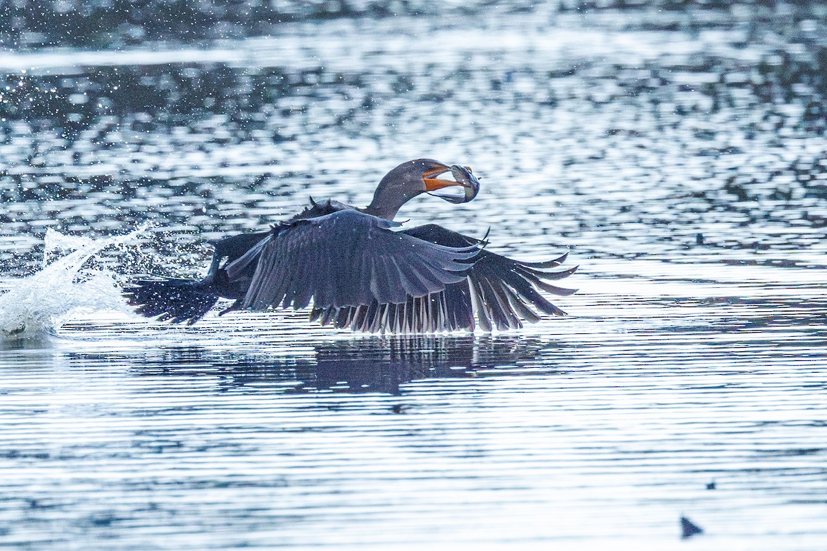 Double-crested Cormorant - ML643193190