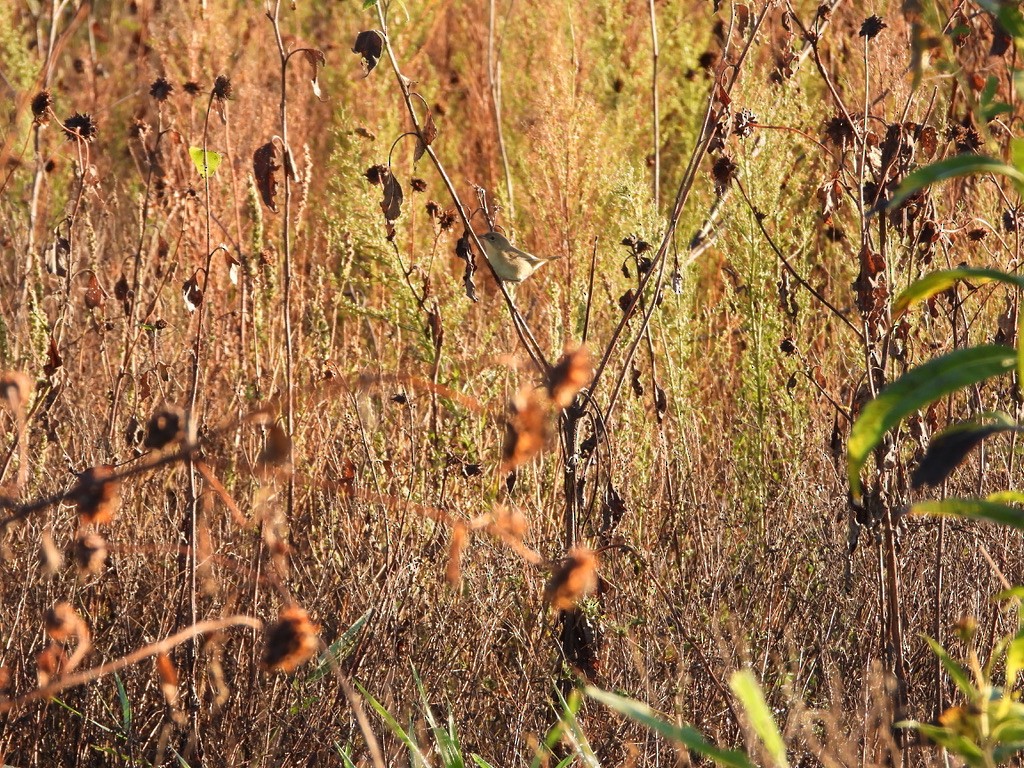 Common Yellowthroat - ML643193191