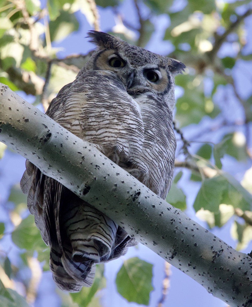 Great Horned Owl - ML643193192