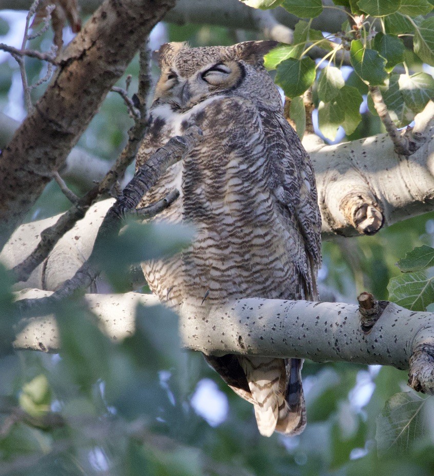 Great Horned Owl - ML643193193