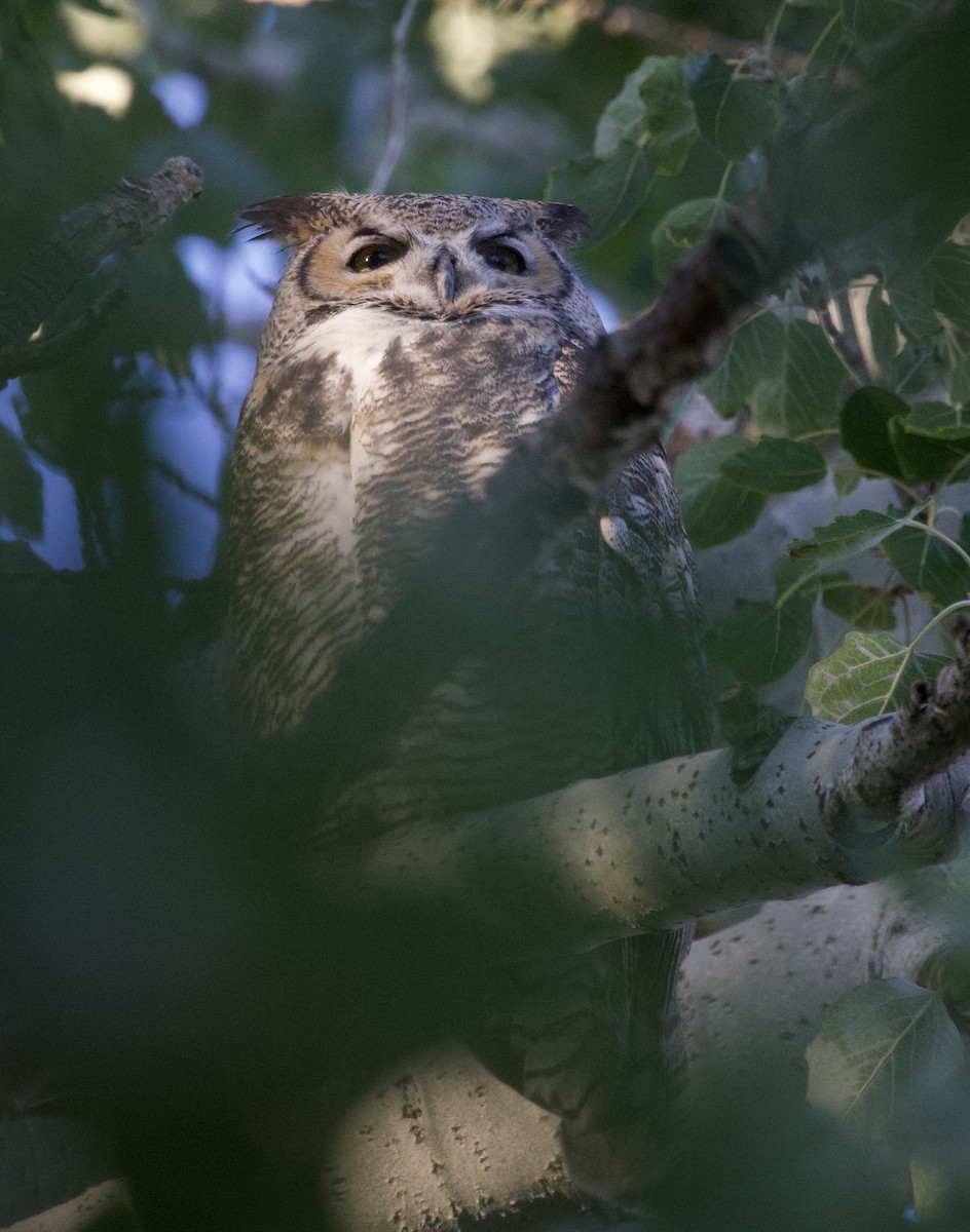 Great Horned Owl - ML643193194