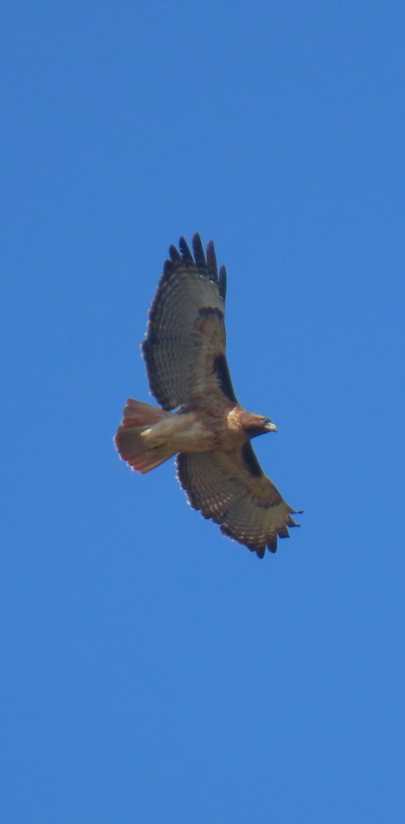 Red-tailed Hawk - ML643193196