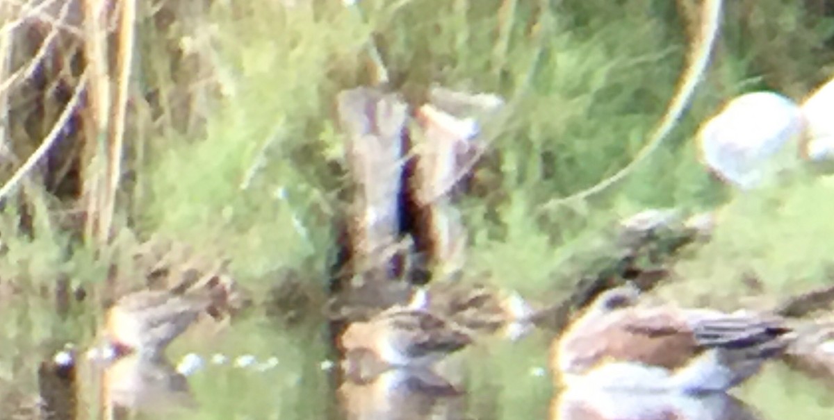 Wilson's Snipe - ML643193198