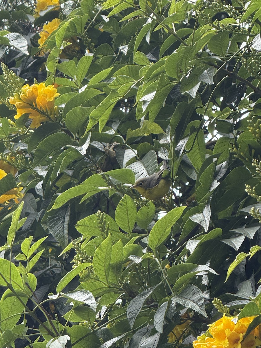 Canada Warbler - ML643193199