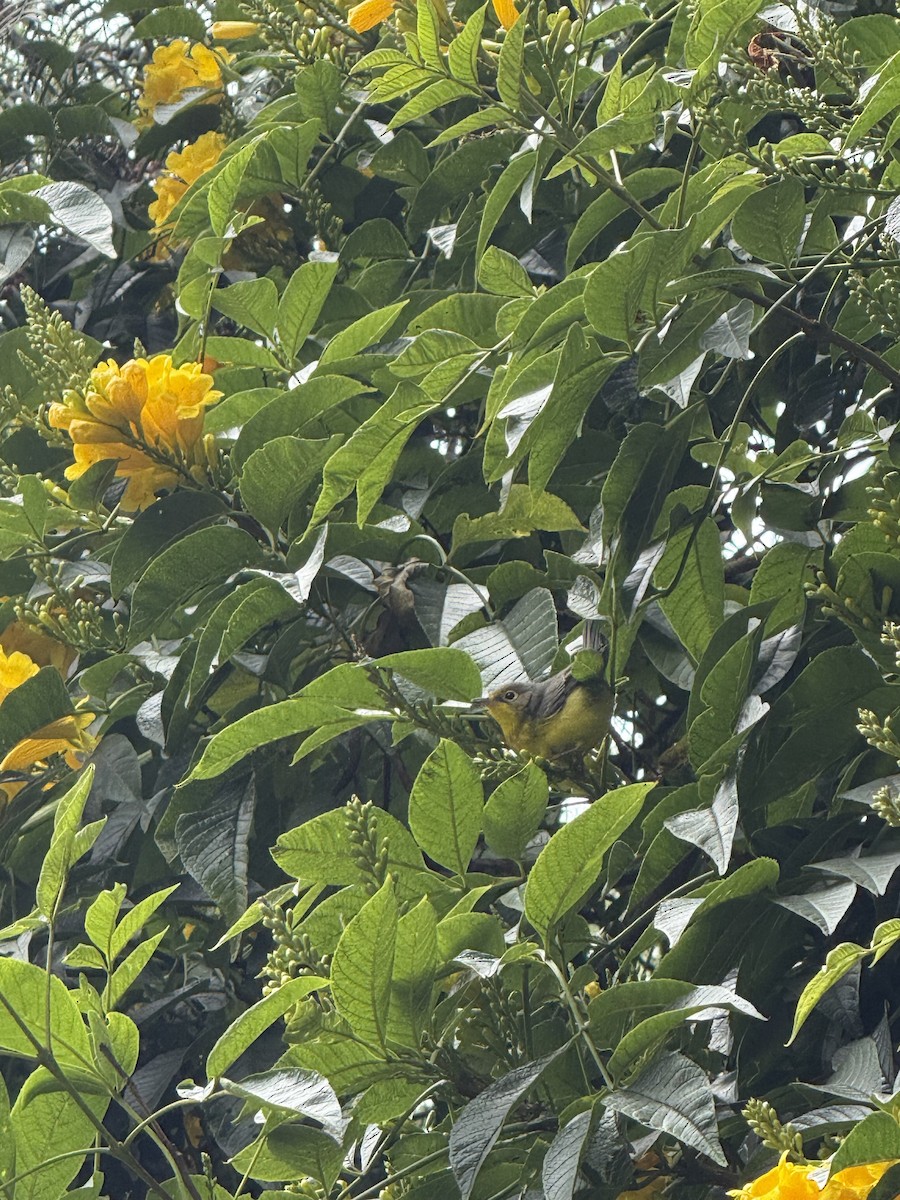Canada Warbler - ML643193200