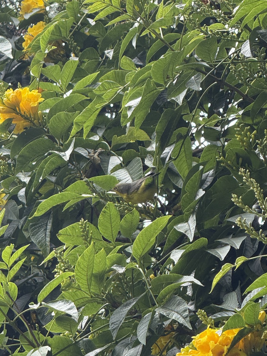 Canada Warbler - ML643193201