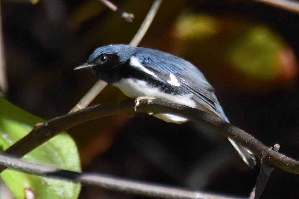 Black-throated Blue Warbler - ML643193202