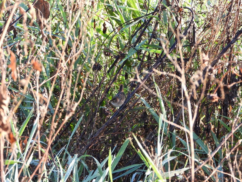Sedge Wren - ML643193203