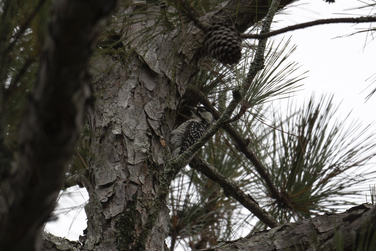 Red-cockaded Woodpecker - ML643193204