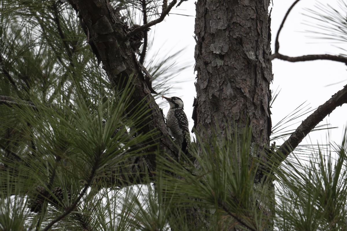 Red-cockaded Woodpecker - ML643193205