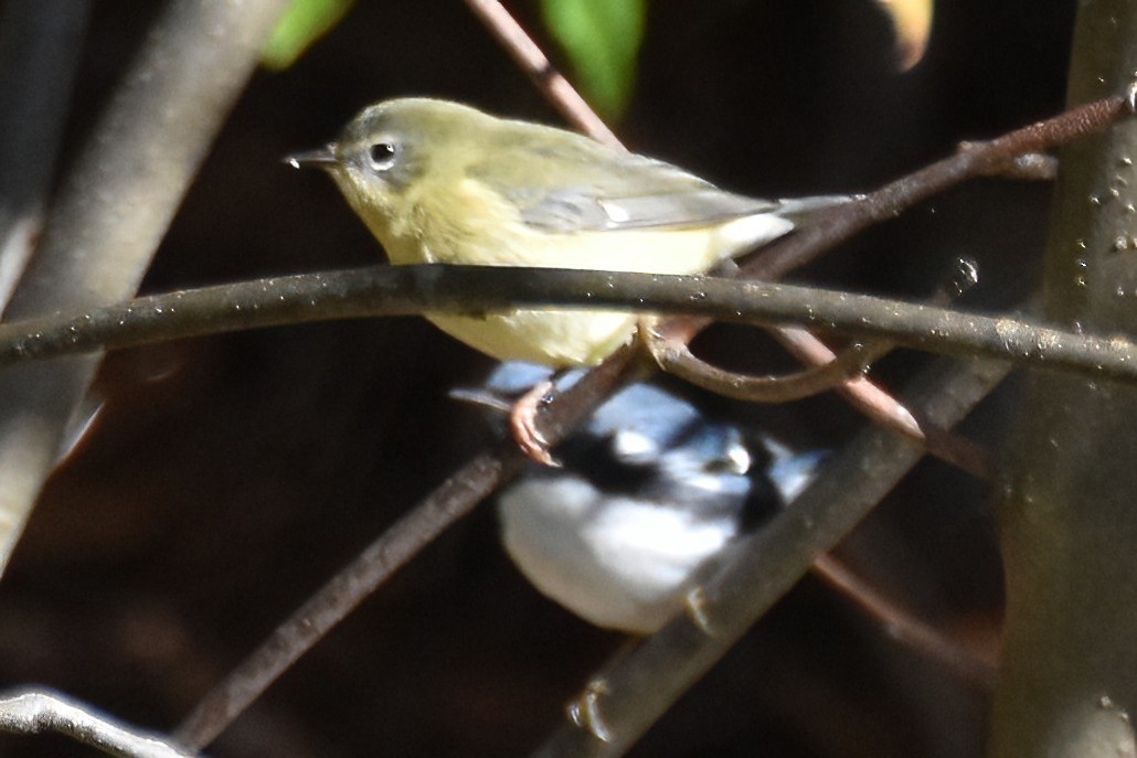Black-throated Blue Warbler - ML643193206